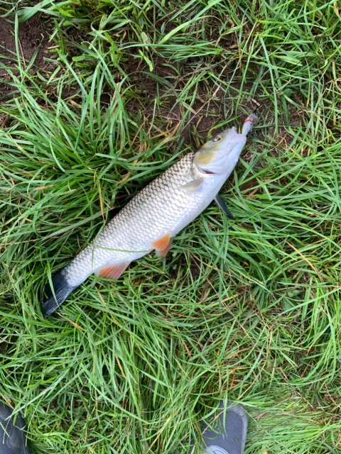 Döbel