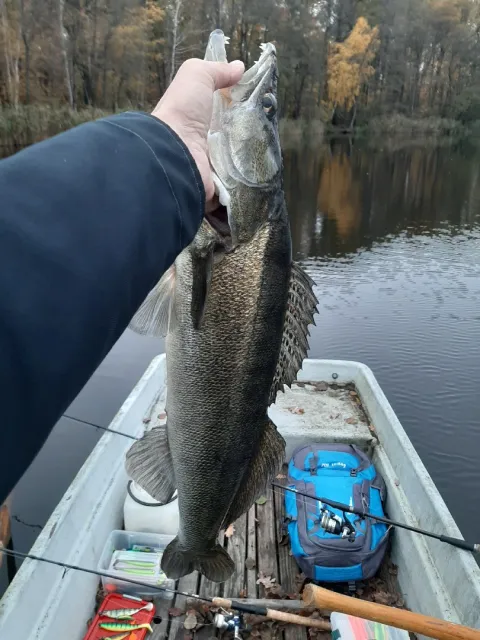 Zander