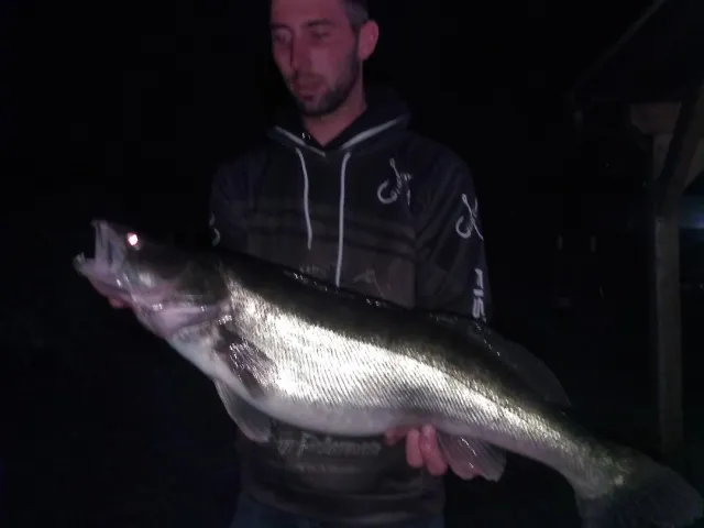 Zander