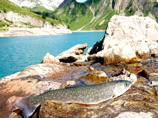 Bachsaibling
