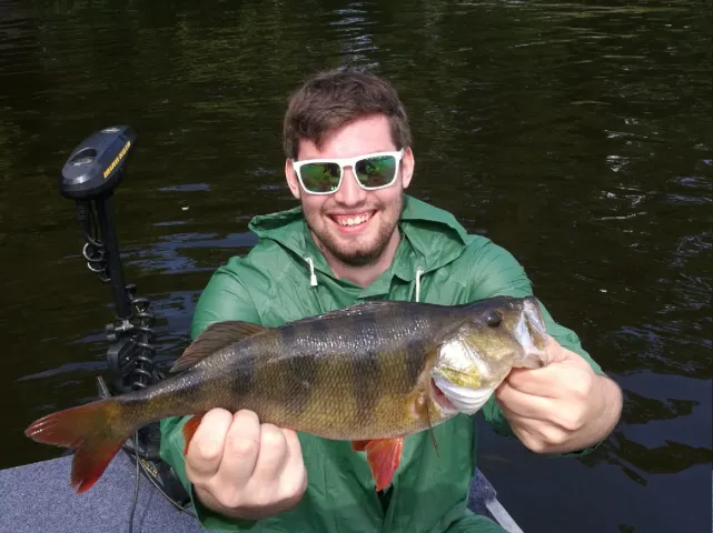 Flussbarsch