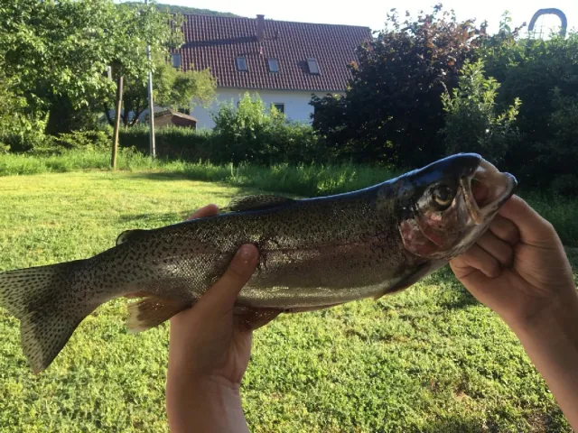 Regenbogenforelle