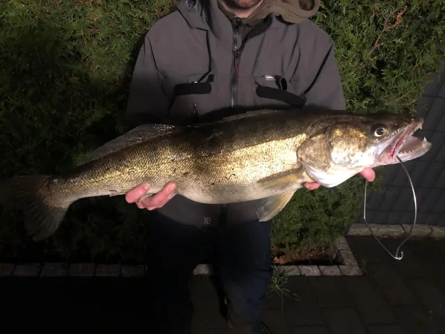 Zander