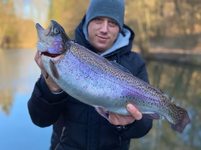 Regenbogenforelle