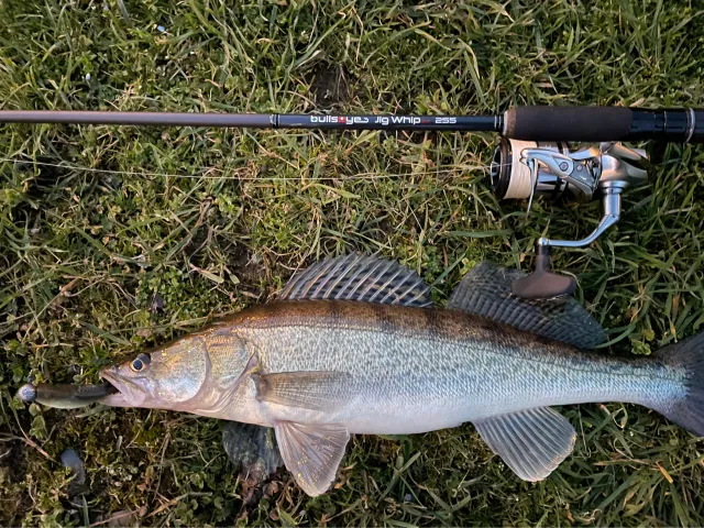 Zander
