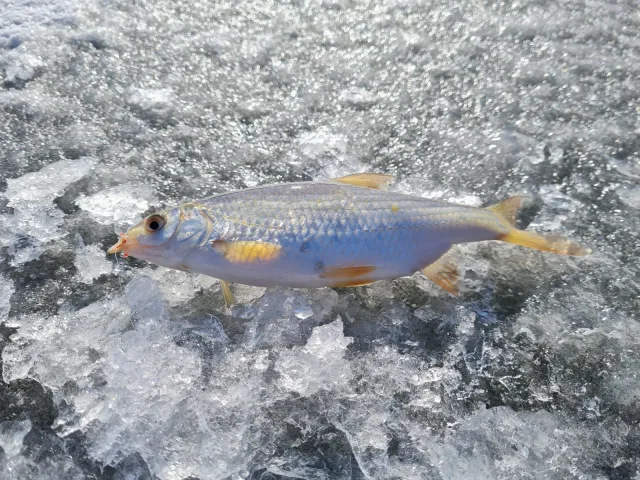 Rotauge