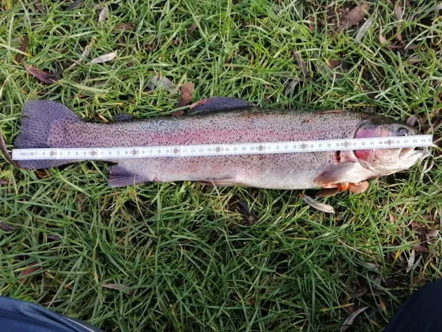 Regenbogenforelle
