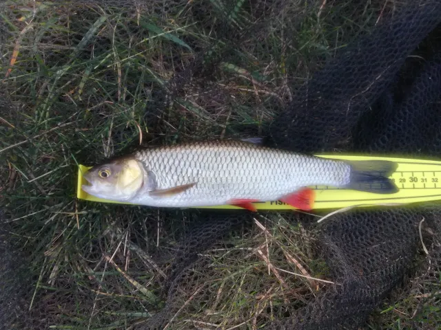 Döbel