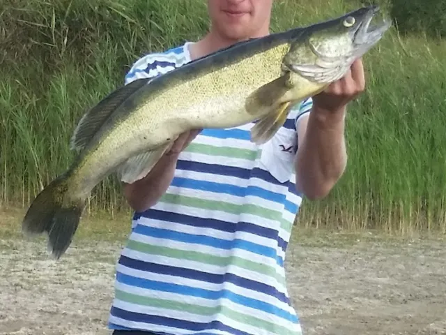 Zander