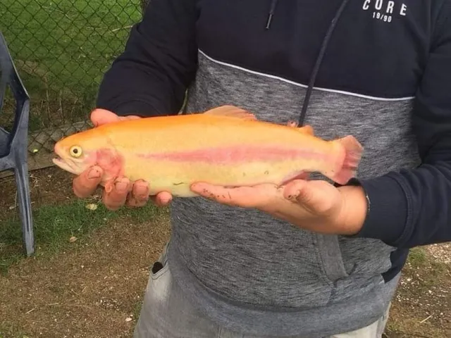 Goldforelle