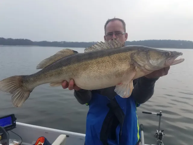 Zander