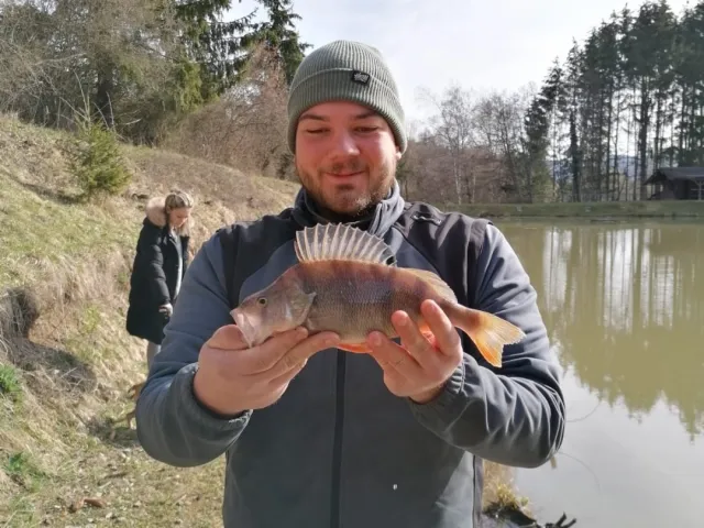Flussbarsch
