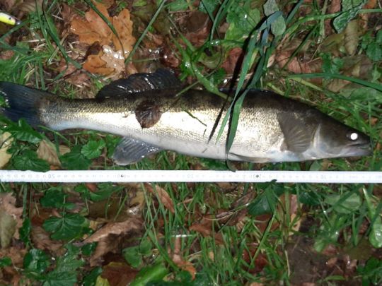 Zander