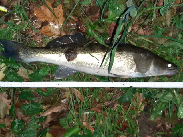 Zander