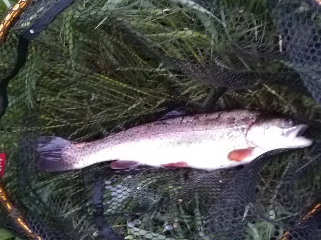 Regenbogenforelle