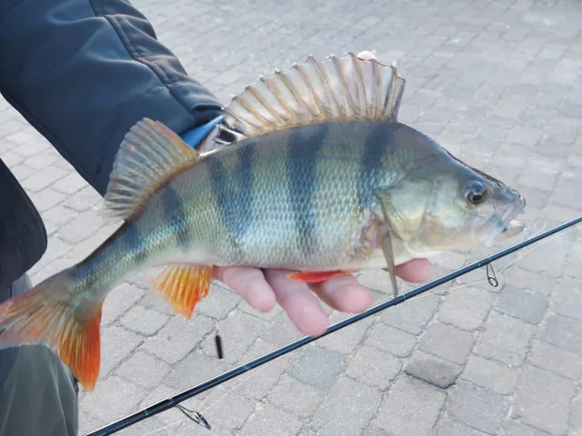 Flussbarsch