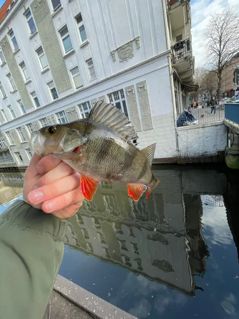 Flussbarsch