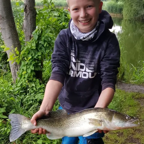 Zander