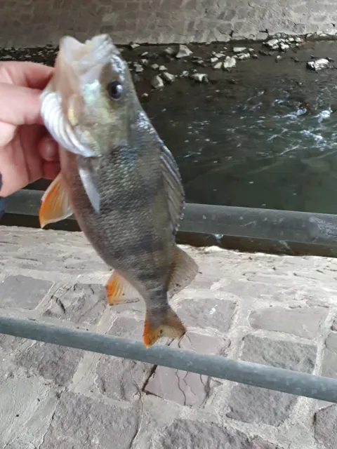 Flussbarsch