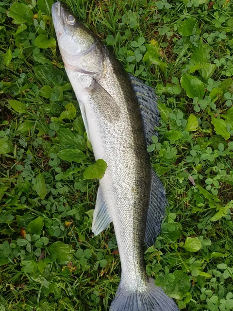 Zander