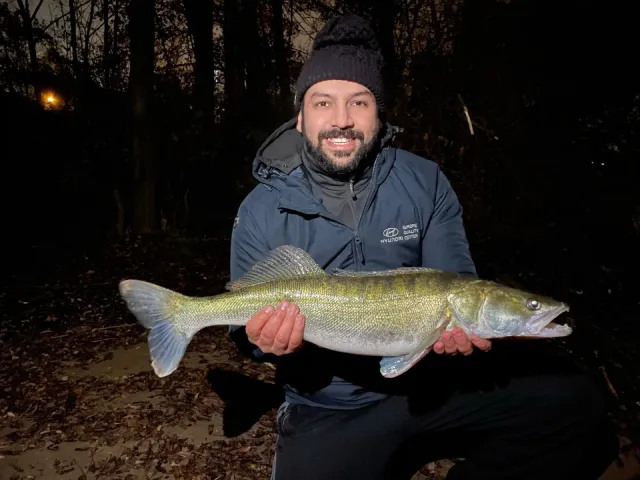 Zander