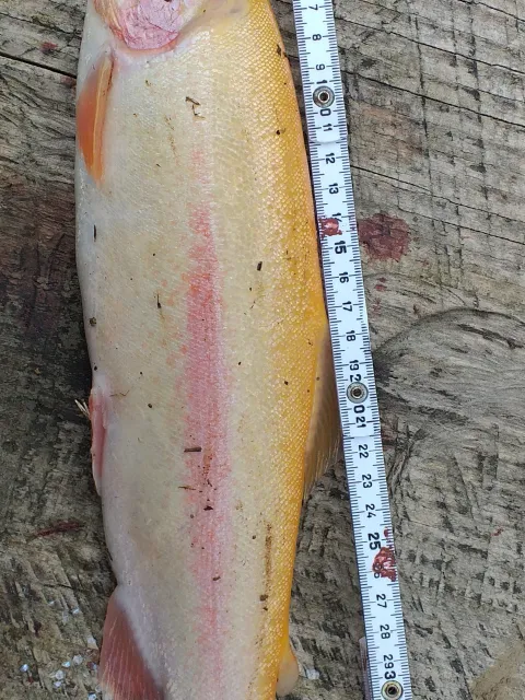 Goldforelle