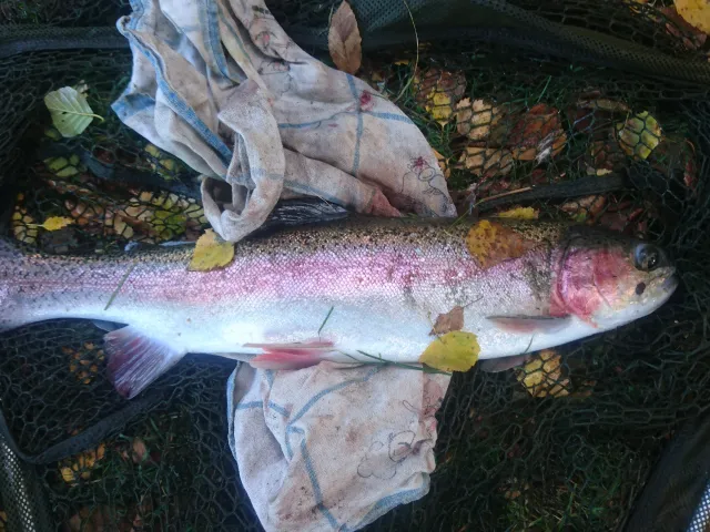 Regenbogenforelle