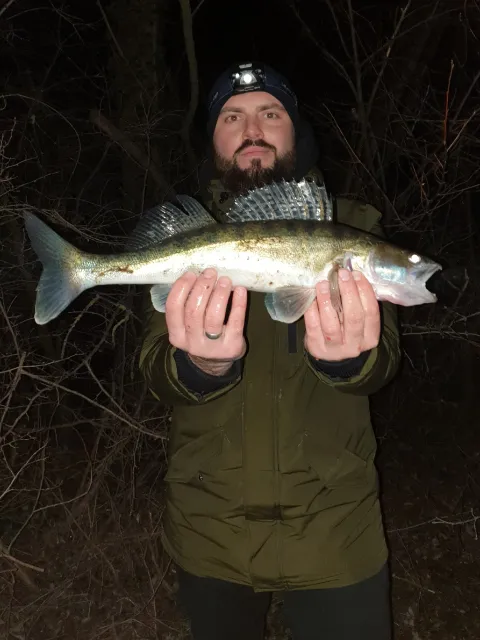 Zander