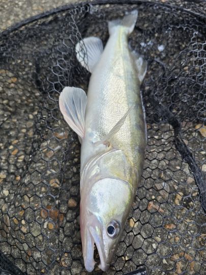 Zander