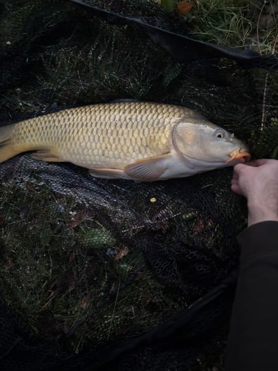 Silberkarpfen