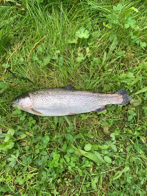 Regenbogenforelle