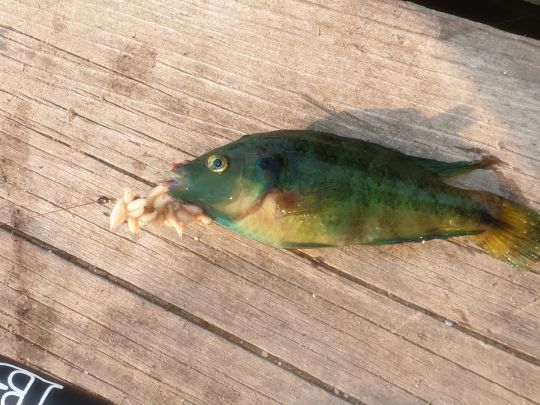Lippfisch