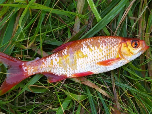 Goldfisch