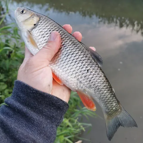 Döbel