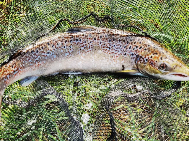 Lachs