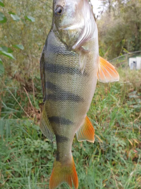 Flussbarsch