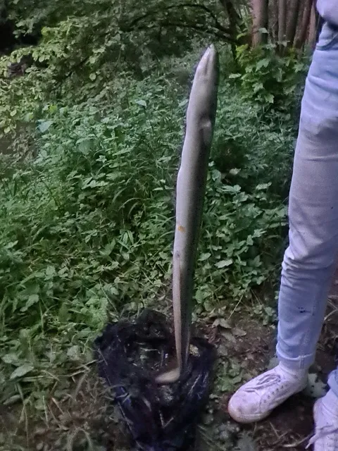 Aal