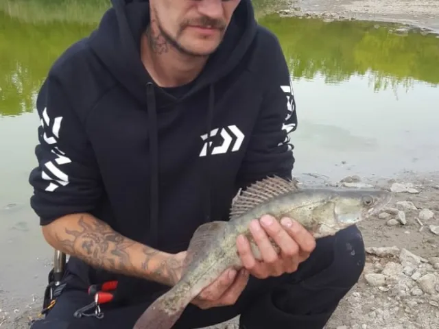 Zander
