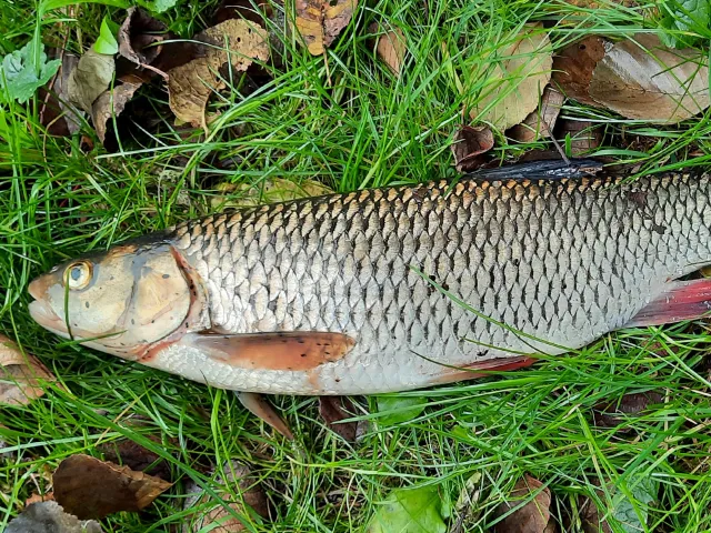 Döbel