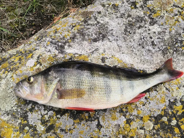 Flussbarsch