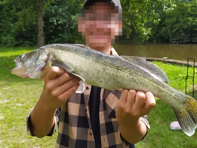 Zander
