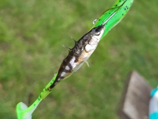 Dreistachliger Stichling