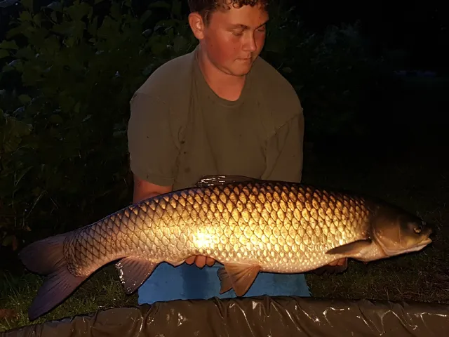 Graskarpfen