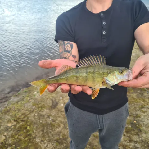 Flussbarsch