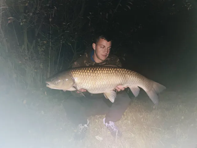 Graskarpfen