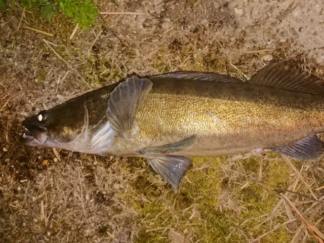 Zander