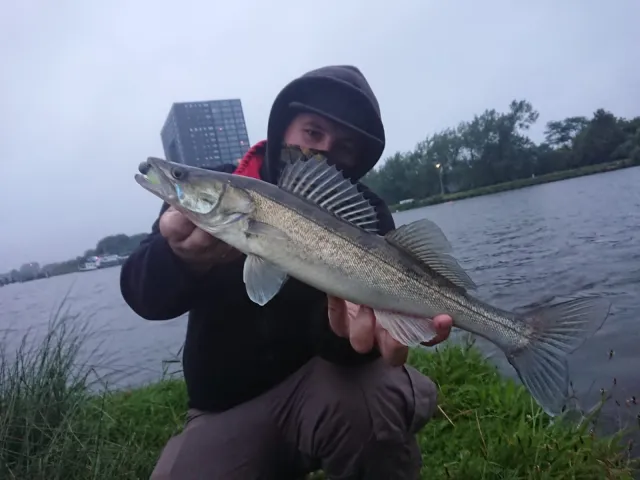 Zander