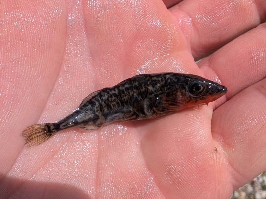 Dreistachliger Stichling