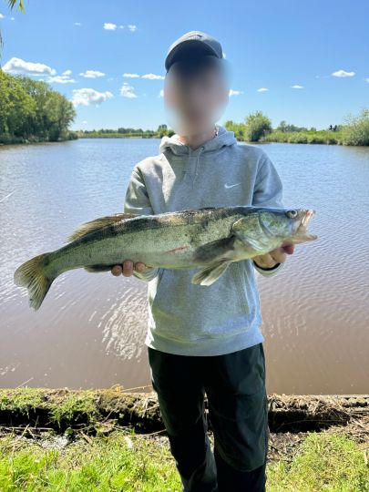 Zander
