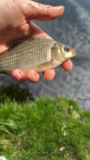Karausche